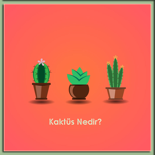 Kaktüs Nedir? Kaktüs Bitkisinin Faydaları Nelerdir? Tatminol-Sağlık