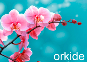 orkide yaşam