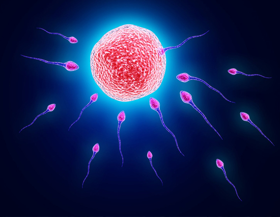 sperm yaşam